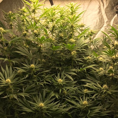  Bubba Kush 2.5 growlog timeline photo