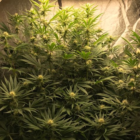  Bubba Kush 2.5 growlog timeline photo