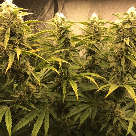  Bubba Kush 2.5 growlog timeline photo