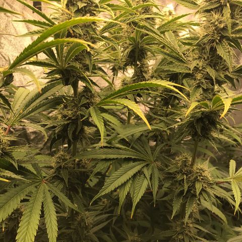  Bubba Kush 2.5 growlog timeline photo