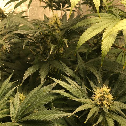  Bubba Kush 2.5 growlog timeline photo