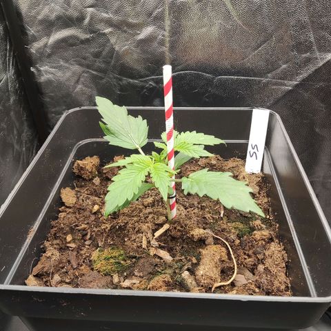 Super Skunk Automatic growlog timeline photo