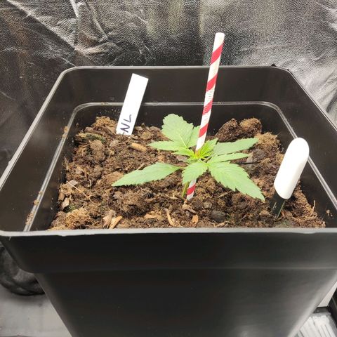 Northern Lights Automatic growlog timeline photo