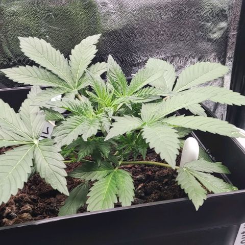 Northern Lights Automatic growlog timeline photo