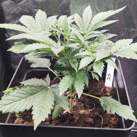 Super Skunk Automatic growlog timeline photo