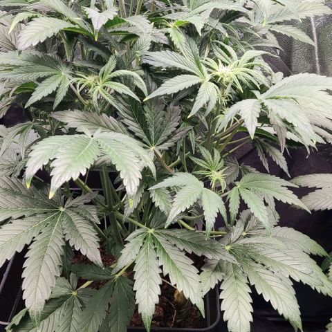 Super Skunk Automatic growlog timeline photo