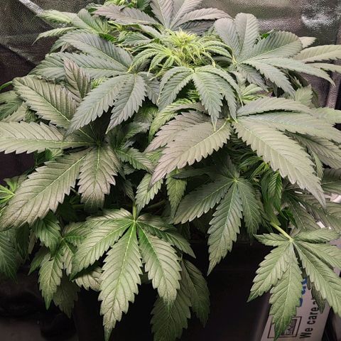 Northern Lights Automatic growlog timeline photo