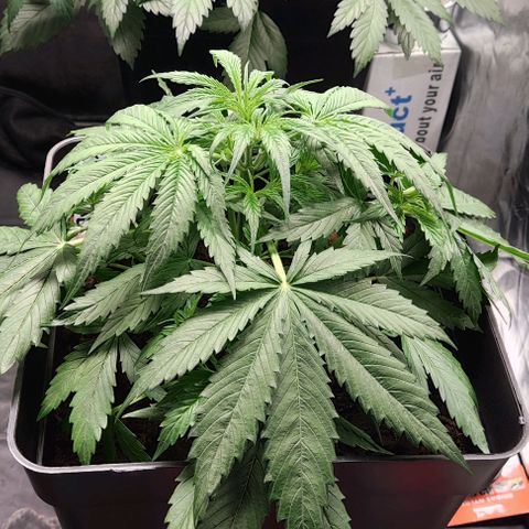 BCN Critical XXL Autoflower growlog timeline photo