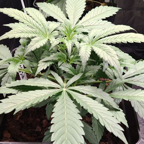 Amnesia Auto growlog timeline photo