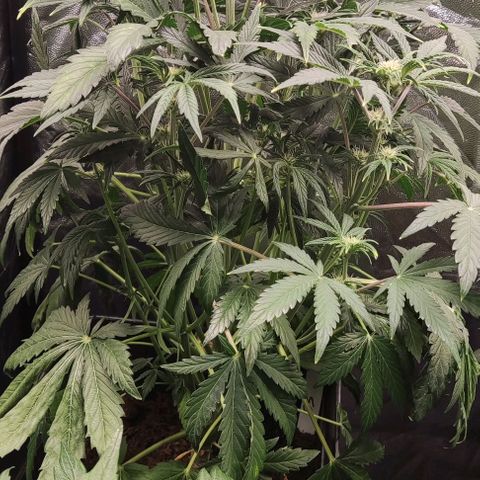 Super Skunk Automatic growlog timeline photo