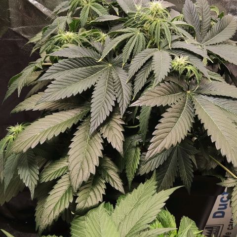 Northern Lights Automatic growlog timeline photo