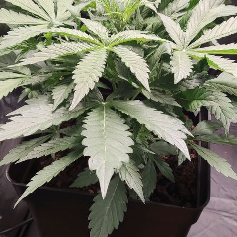 Amnesia Auto growlog timeline photo