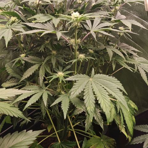 Super Skunk Automatic growlog timeline photo