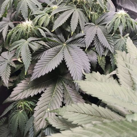 Northern Lights Automatic growlog timeline photo