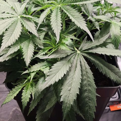 BCN Critical XXL Autoflower growlog timeline photo