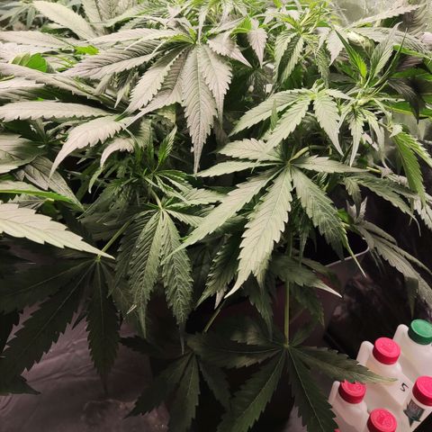 BCN Critical XXL Autoflower growlog timeline photo