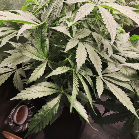 Amnesia Auto growlog timeline photo