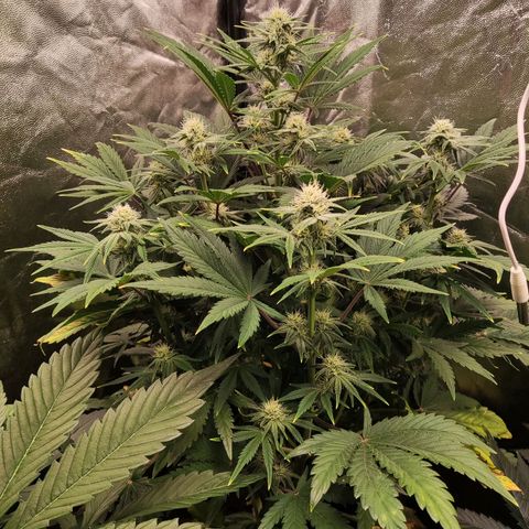 Super Skunk Automatic growlog timeline photo