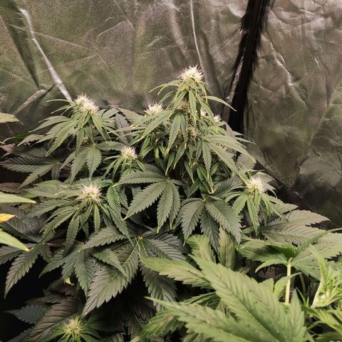 Northern Lights Automatic growlog timeline photo
