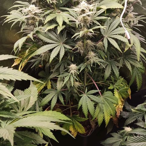 Super Skunk Automatic growlog timeline photo