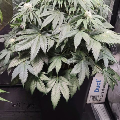 Northern Lights Automatic growlog timeline photo
