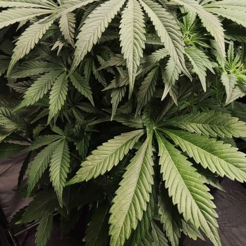 Amnesia Auto growlog timeline photo