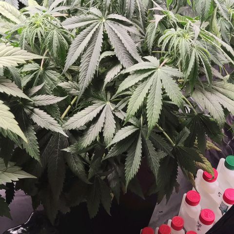 BCN Critical XXL Autoflower growlog timeline photo