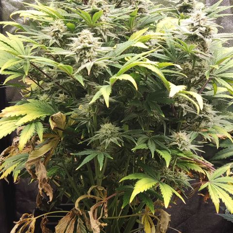 Super Skunk Automatic growlog timeline photo