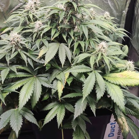 Northern Lights Automatic growlog timeline photo