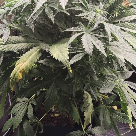 Amnesia Auto growlog timeline photo