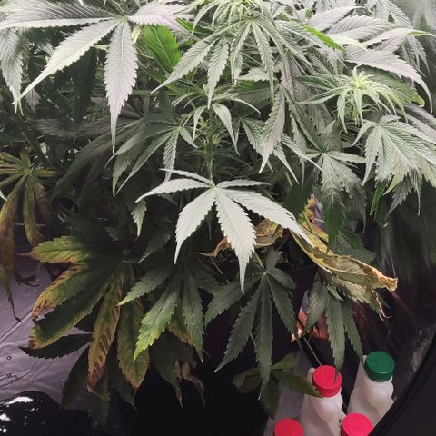 BCN Critical XXL Autoflower growlog timeline photo