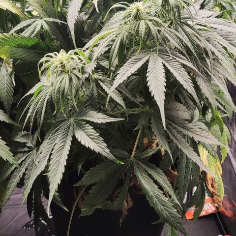 BCN Critical XXL Autoflower growlog timeline photo