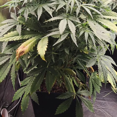 Amnesia Auto growlog timeline photo