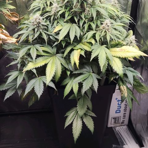 Northern Lights Automatic growlog timeline photo