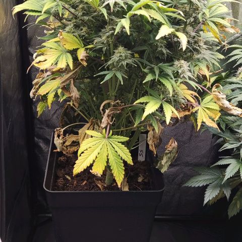 Super Skunk Automatic growlog timeline photo
