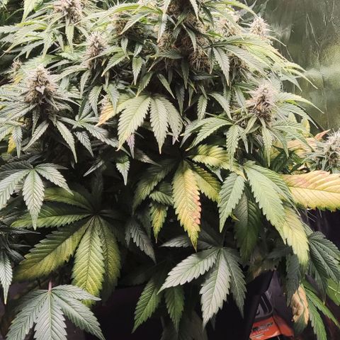 Northern Lights Automatic growlog timeline photo