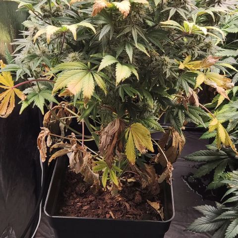 Super Skunk Automatic growlog timeline photo