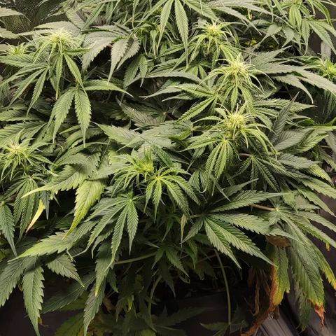 BCN Critical XXL Autoflower growlog timeline photo