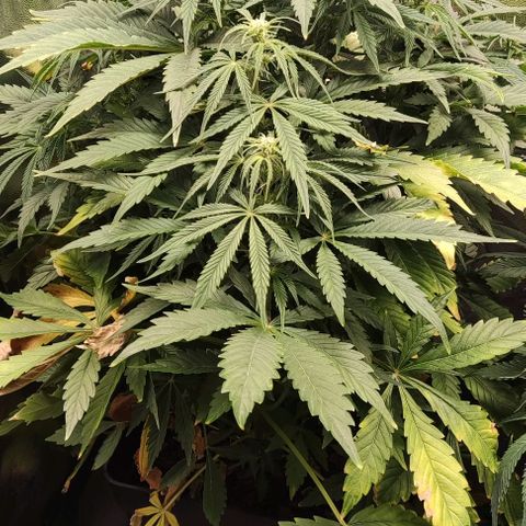 Amnesia Auto growlog timeline photo