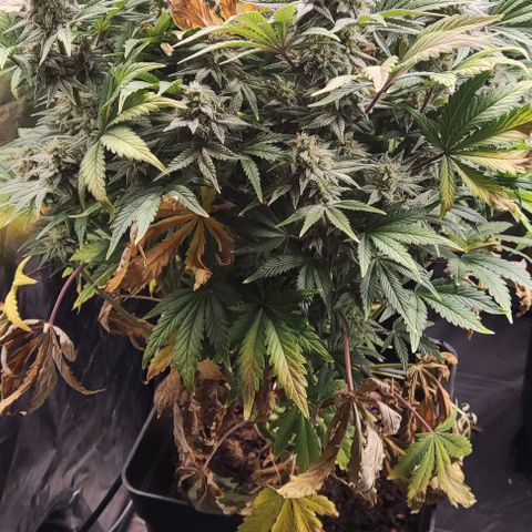 Super Skunk Automatic growlog timeline photo