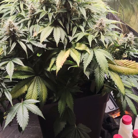 Northern Lights Automatic growlog timeline photo