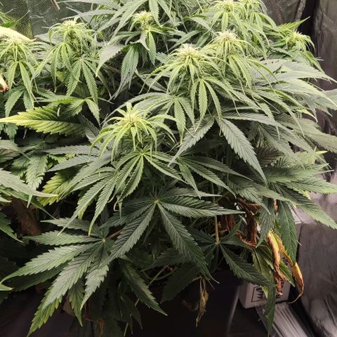 BCN Critical XXL Autoflower growlog timeline photo