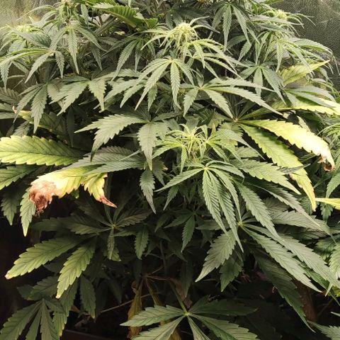 Amnesia Auto growlog timeline photo