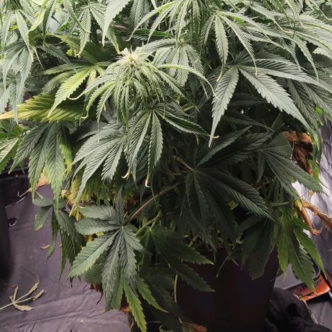 BCN Critical XXL Autoflower growlog timeline photo
