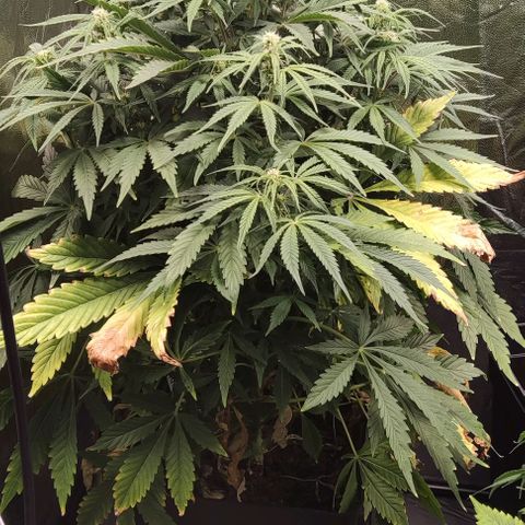 Amnesia Auto growlog timeline photo