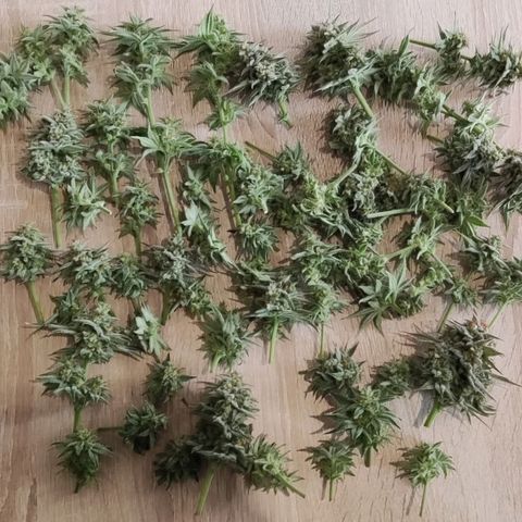Super Skunk Automatic growlog timeline photo