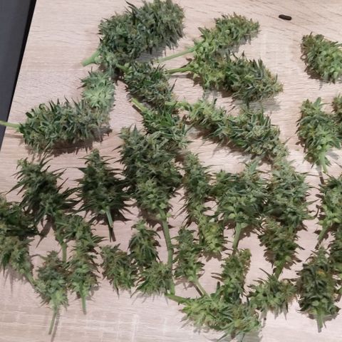 Northern Lights Automatic growlog timeline photo