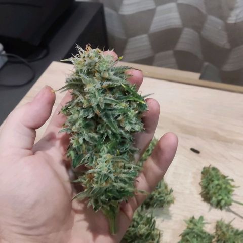 Northern Lights Automatic growlog timeline photo