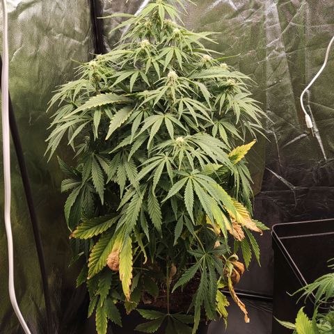 Amnesia Auto growlog timeline photo