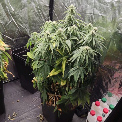 BCN Critical XXL Autoflower growlog timeline photo